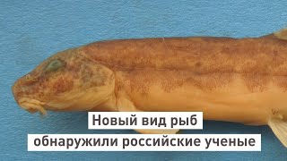 Новый вид рыб обнаружили российские ученые.