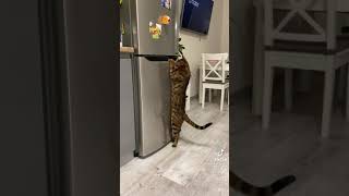 Funny Cat struggling | Tiktok pets #shorts