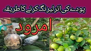 Amrud ke paudh par air layering karne ka tarika / Guava Plant air Layering/ Murad Ali Rehmani