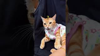 Psycho cat!#animals #cat #funny #funnyvideo #usa