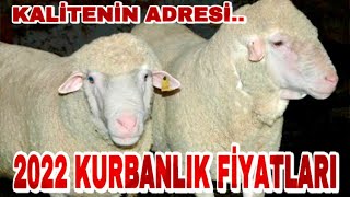 MEŞHUR İVRİNDİ KOÇLARI | HERKES BU KUZULARI ARIYOR..