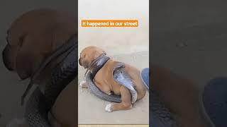 snake and dog #shorts #viral