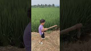 మా పొలం వీడియో⛏️ Darshith Vlogs #shortvideo #viralclips #like #subscribe Friends.....