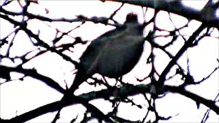 Naturbeobachtung Amselhahn(Turdus merula(L. 1758)) in einer Kulturpflaume(Prunus domestica(L.))