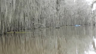 Bald Cypress Forest of Caddo Lake