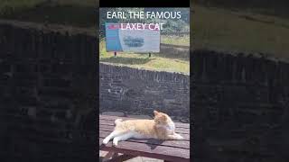 EARL THE LAXEY CAT