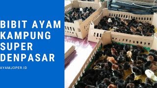 Bibit Ayam Kampung Super Denpasar