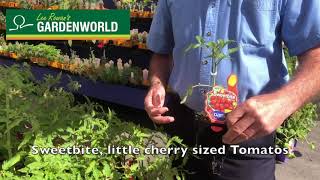 Lee Rowans "Plant of the Week" Tomato's