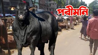 পরিমনি যেমন মানুষের চাপে বের হতে পারে না সেরকম পরিমনির গরুও সেরকম টাইপের #cow #bigcow  #porimone