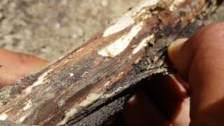 what do termites eat | Where Do Termites Come From | termites house 2020