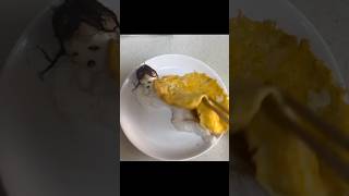 Baby reacts to his parents food art