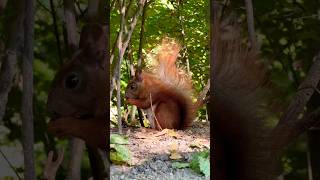 🐿️It's so beautiful in the sun🌞#squirrel #cute #shorts #animals #동물 #eating #nature #wildlife