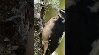 Downy woodpecker pecking    #shorts #nature #birdwatching