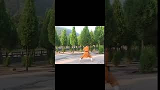 Shaolin Eagle Claw Cannon Hammers 少林雁爪炮拳 #kungfu #shaolin #shorts