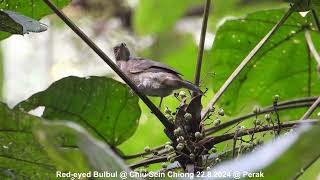 Red-eyed Bulbul @ Chiu S C DSCN0029