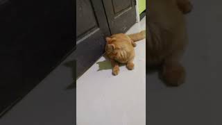 ibu kucing mau begadang