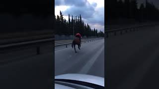 Otobanda Atla Koştururken Çok Fena Düştü 😱🐎🐎🐎