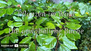 Pflanzen im #Wald - die gewöhnliche Buche