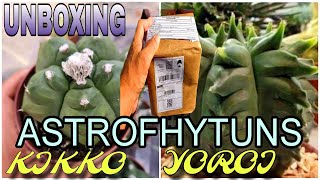 Astrophytuns "KIKKO" e "YOROI" Cactos raros, UNBOXING