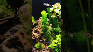 Betta Fish Aquarium