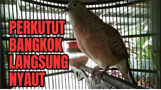 PERKUTUT BANGKOK PASTU NYAUT!!!