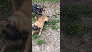 GSD Mom telling Belgian Malinois puppy that she’s playing with the stick