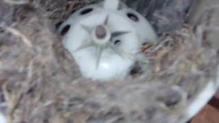 My Chevy S10/GMC Sonoma's Blower Motor Mouse Nest.