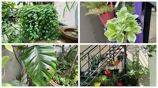 MY TERRACE GARDEN UPDATE! Grow these plants from cuttings!