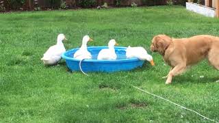 Another day, another bird bath