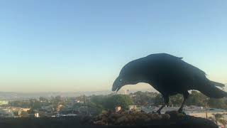 DOPE ASS CROW GETS DEEZ NUTZ