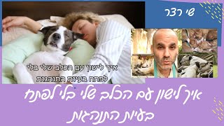 איך לישון עם הכלב שלי בלי ליצר בעיות התנהגות