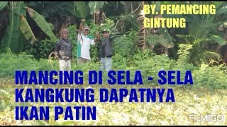 MANCING DI SELA - SELA KANGKUNG DAPATNYA IKAN PATIN MANTAB