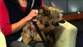 Edmonton The Humane Society - CTV Edmonton (Oct. 18, 2012)