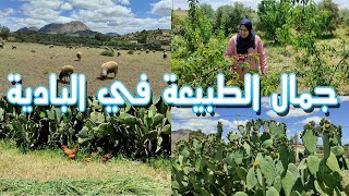 ما أجمل البادية في فصل الربيع  منطقة كاف النسور  خنيفرة.quel belle campagne  au printemp (kaf nsour)