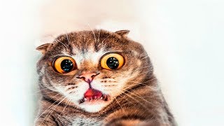 Funny Stalking Cat Videos Compilation -  Funny World