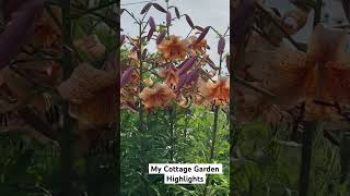 Tiger Lilies &sweet alyssum flowers are blossoming at the Garden. #flowers #garden  #summer #blooms