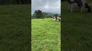 Dairy cows grazing in Uganda