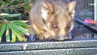 Foster caring and raising possums 2016