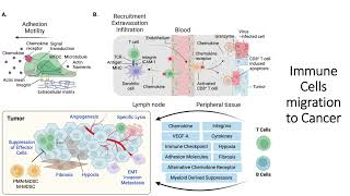 Immune Cells Migration to the Cancer and its shortcoming #Code: 598