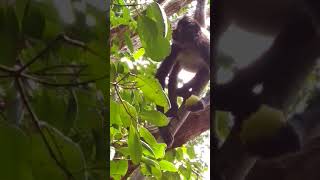 Sandos Caracol eco resort monkeys