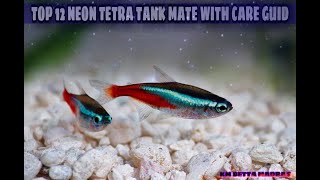 TOP 12 NEON TETRA TANK MATE WITH CARE GUID......[WATCH IN TAMIL]