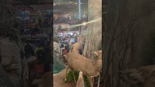 Oh #deer #bear #bassproshop  #shopping