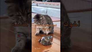 اخوك الصغير اذا لمسته قدام ابوك :