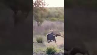 pride of lion take dawn buffalo #shorts #krugersightings