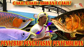 CAKIL pada ARWANA! DARI PENYEBAB SAMPAI PENYEMBUHAN!