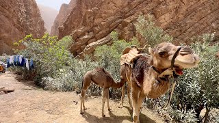 Vallée des Roses (Rosental) & Vallée du Dades  Südmarokko @petercsVideos