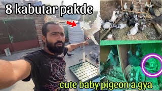 8 pakde pigeon 🙀 cute baby pigeon nikal aya khal ka 😇