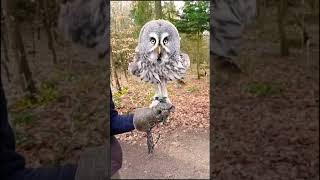 Owl Dance safe be happy 🦉 #universespecial #youtubeshorts#birds