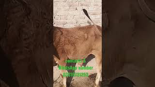 #buffalo #cow #farming #beetalgoats #animals #bull #buffalovideo #bull #bull farm #bull dairy farm