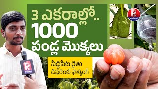 3ఎకరాల్లో వేయి పండ్ల మొక్కలు.. | Success Story Of Siddipet Farmers Vishnu | 1000 Fruit Plants | P TV